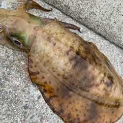 梅雨イカWヒット!!おもつらーい!!