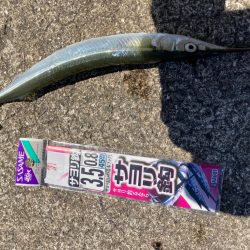 サヨリのちタコ