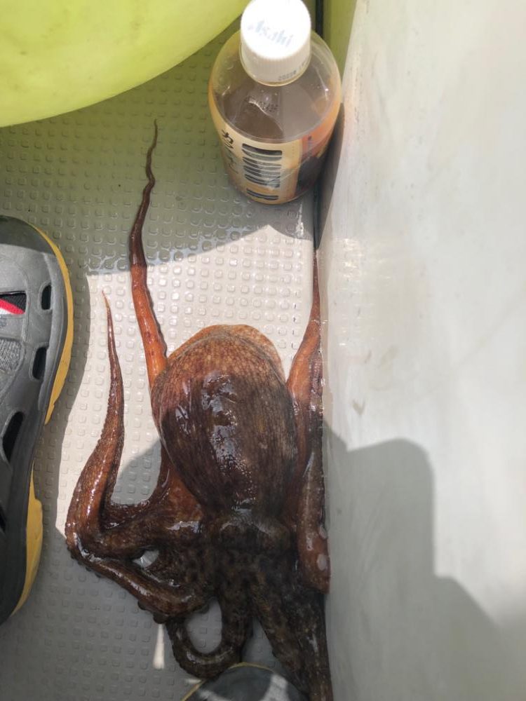 オフショア 明石タコ タイラバ