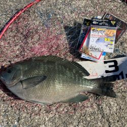 梅雨明けピーカンのグレ狙い