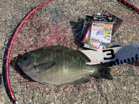 梅雨明けピーカンのグレ狙い