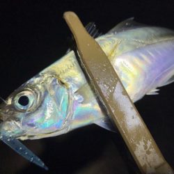 爆風の中で爆釣