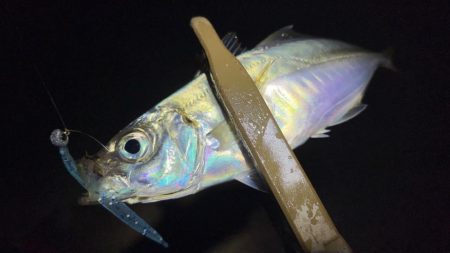 爆風の中で爆釣