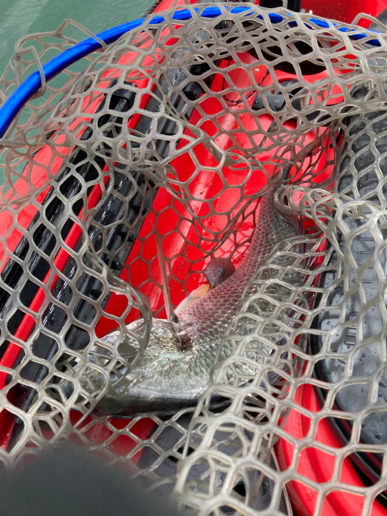 カヤックでトップチヌ