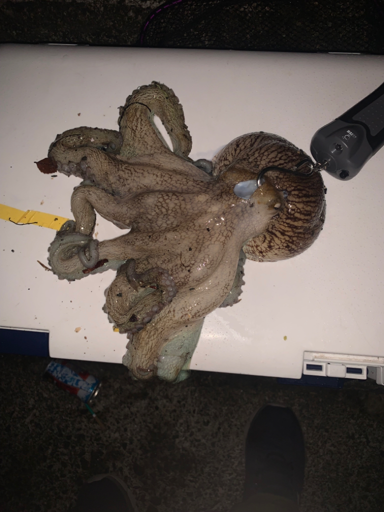 タコの重みを感じたくて!