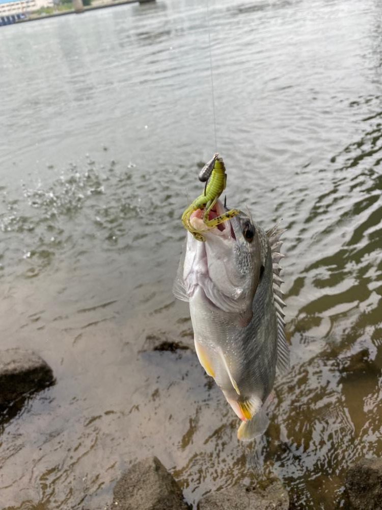淀川チニング 夕方1時間勝負