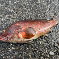 久しぶりの南紀！