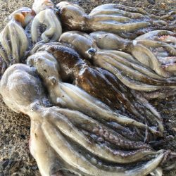 【タコフィネス】 タコエギをノーロストで連…