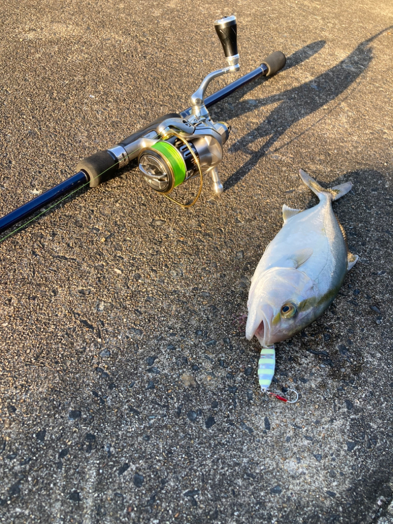 やっぱりアジは若潮がいい