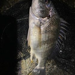 水はクリアでゴミ多めのナイトチニング