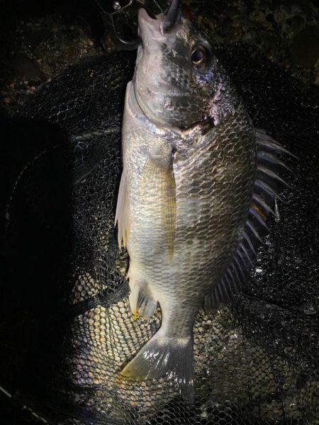 水はクリアでゴミ多めのナイトチニング