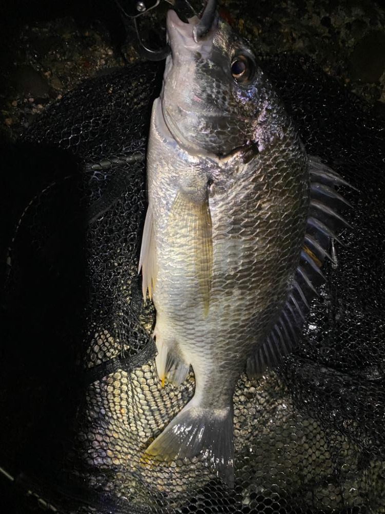 水はクリアでゴミ多めのナイトチニング