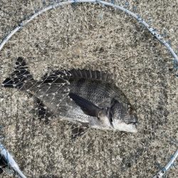 チヌ落とし込み