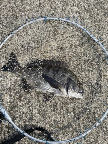 チヌ落とし込み