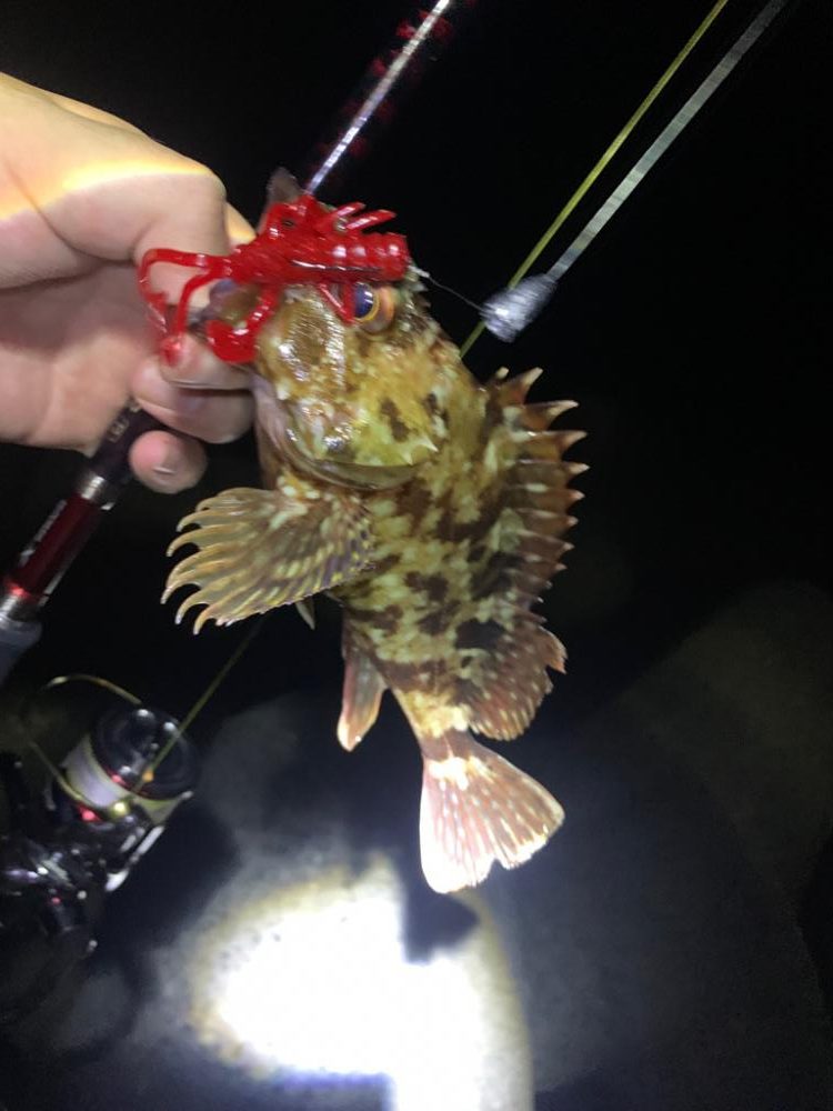 ロックフィッシュ