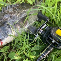 チニング開拓者