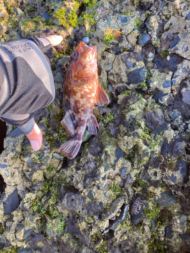 穴釣り&チヌヘチ釣りダブルヘッダー