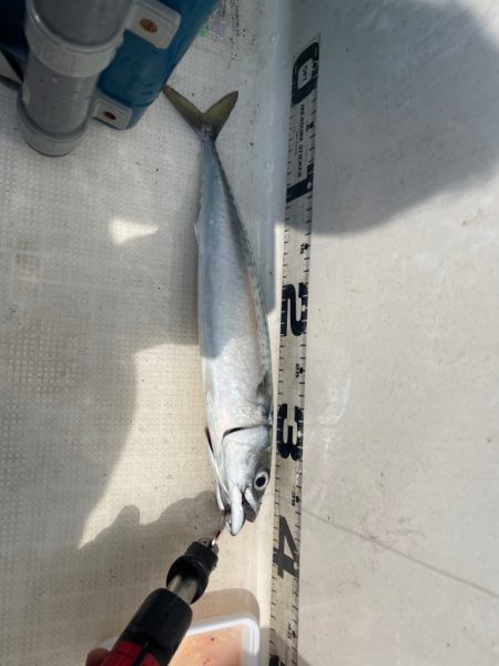 雨予報のマイボート釣行