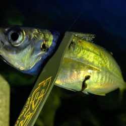 久しぶりの数釣り