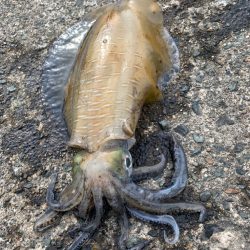 ラスト春イカ釣行