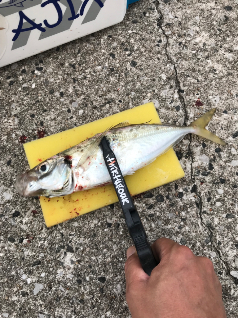 久々のサイズ🐟