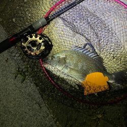 ヘチってきました