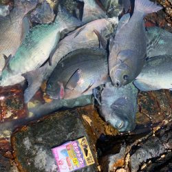 今シーズン最後のグレを求めて