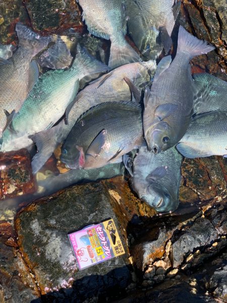 今シーズン最後のグレを求めて