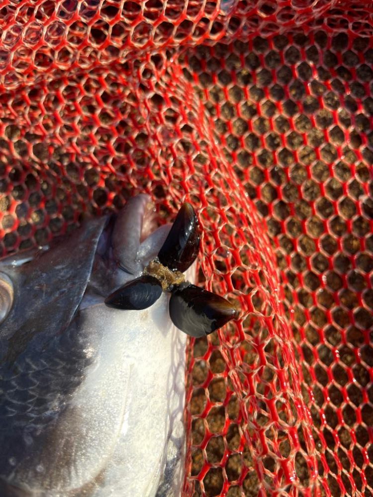 今日もヘチ釣り調査