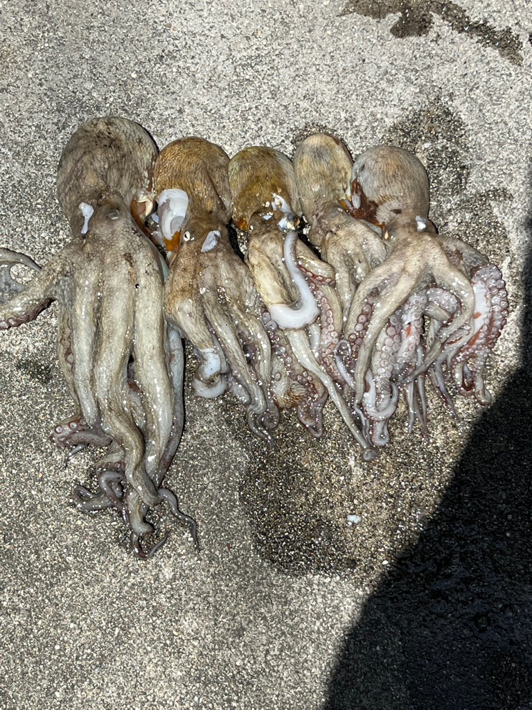 泉大津　オクトパッシング