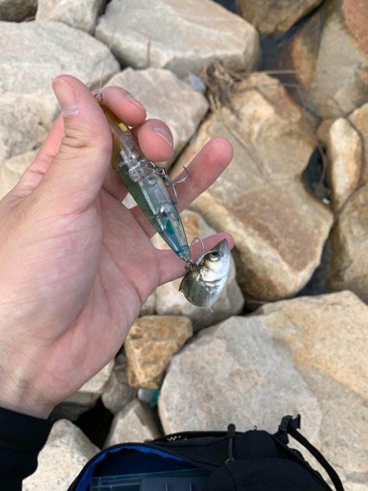 ちいかわせいごまつり