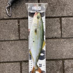 湾奥コスモ青物調査。ツバス30cm。。