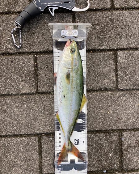 湾奥コスモ青物調査。ツバス30cm。。