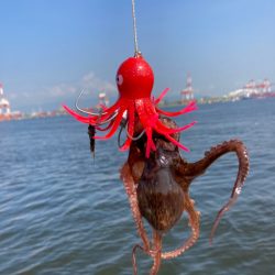 久々に湾奥蛸散歩。新子6杯。。