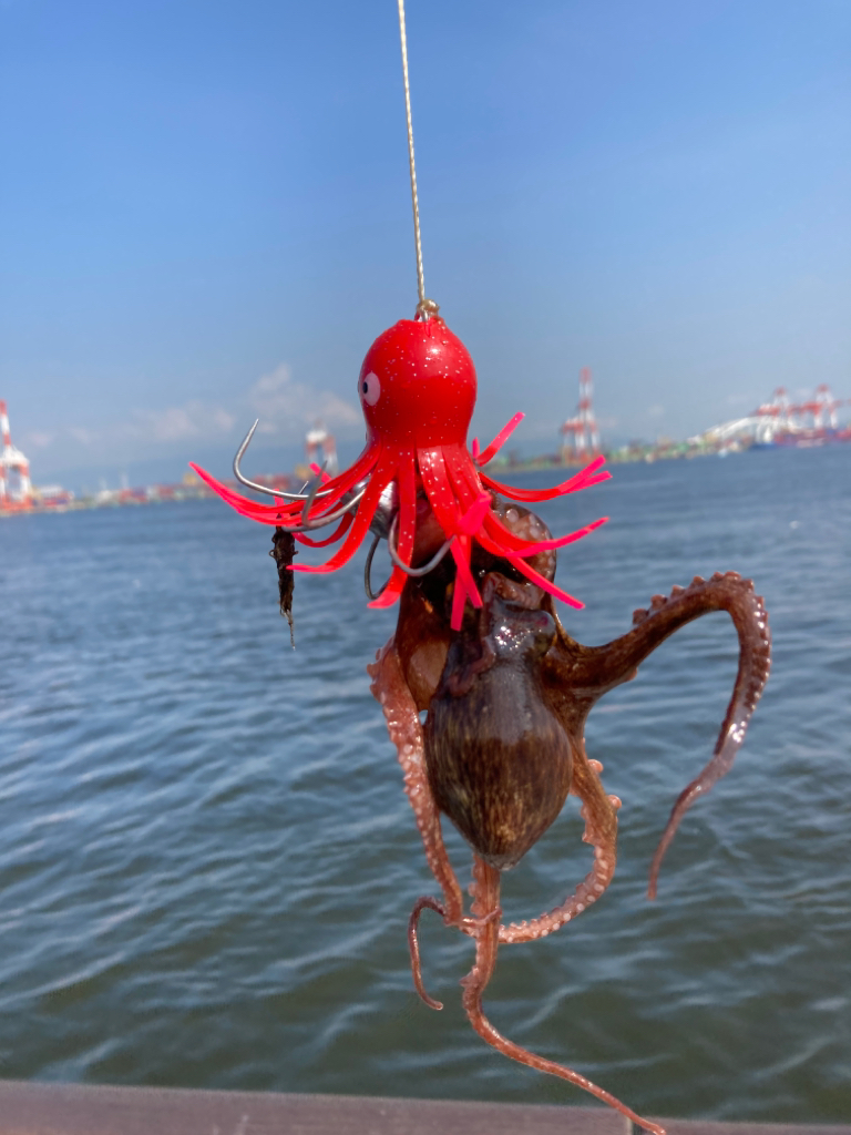 久々に湾奥蛸散歩。新子6杯。。