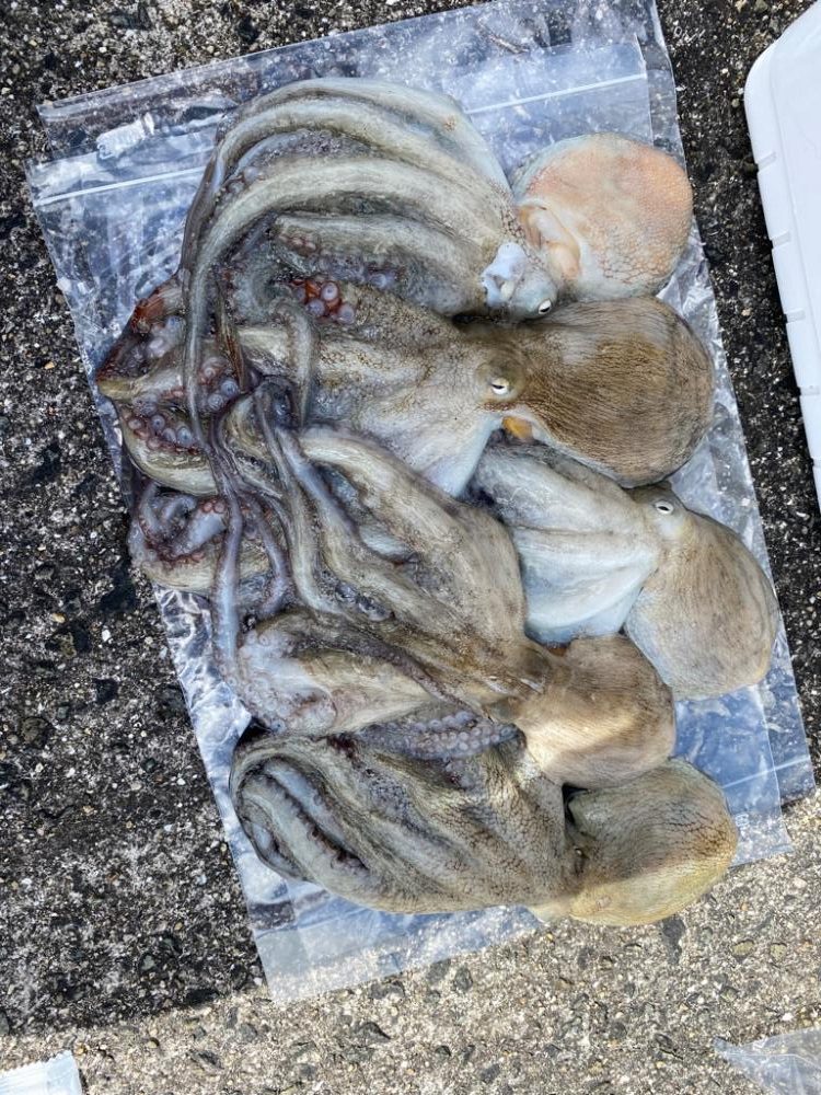 本日もタコ釣りへ