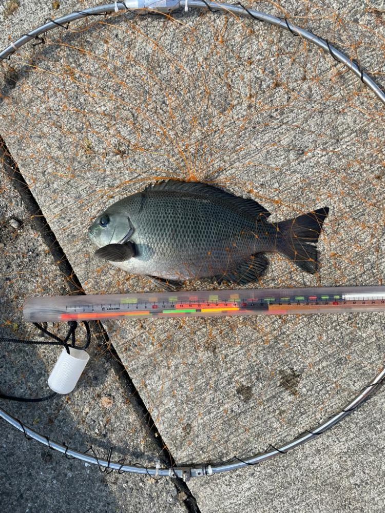 フカセでチヌ・グレ・コバンザメ!