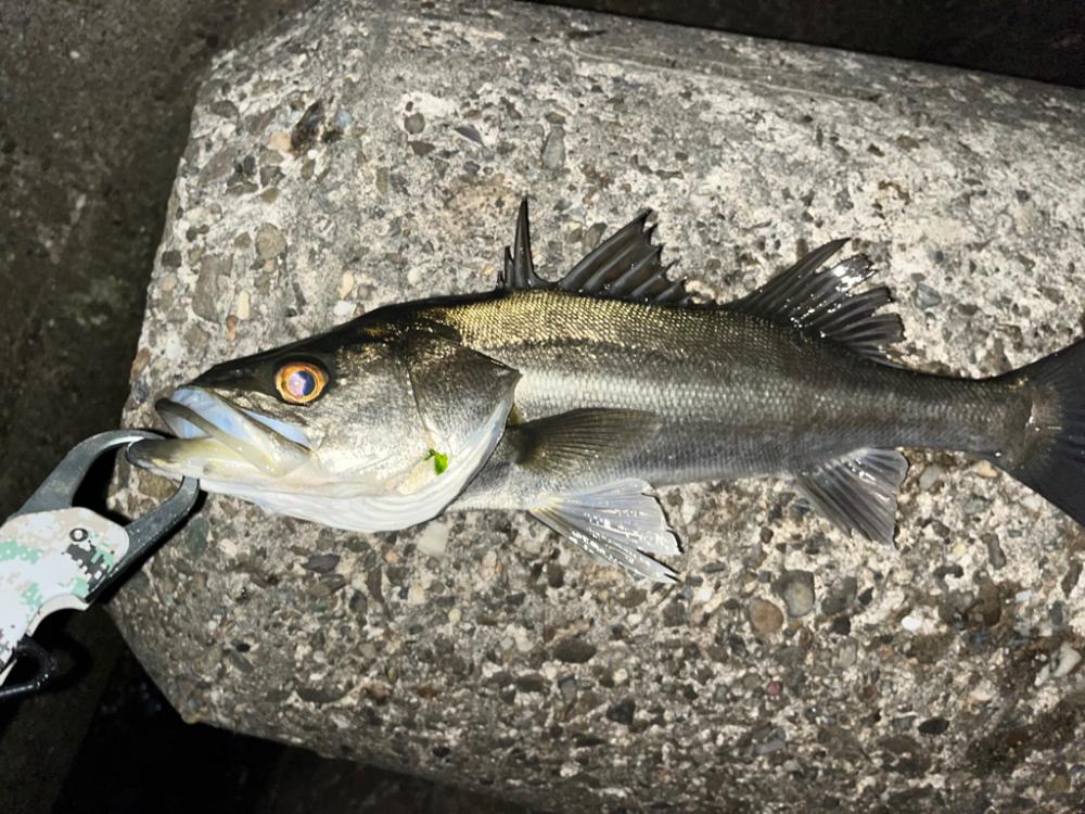 メバルプラッキング