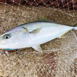 マキマキ＋ジグサビキ最強説あるにゃ！