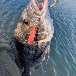 トップチニング 最盛期