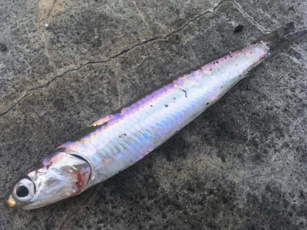 大雨後の状況は‥？