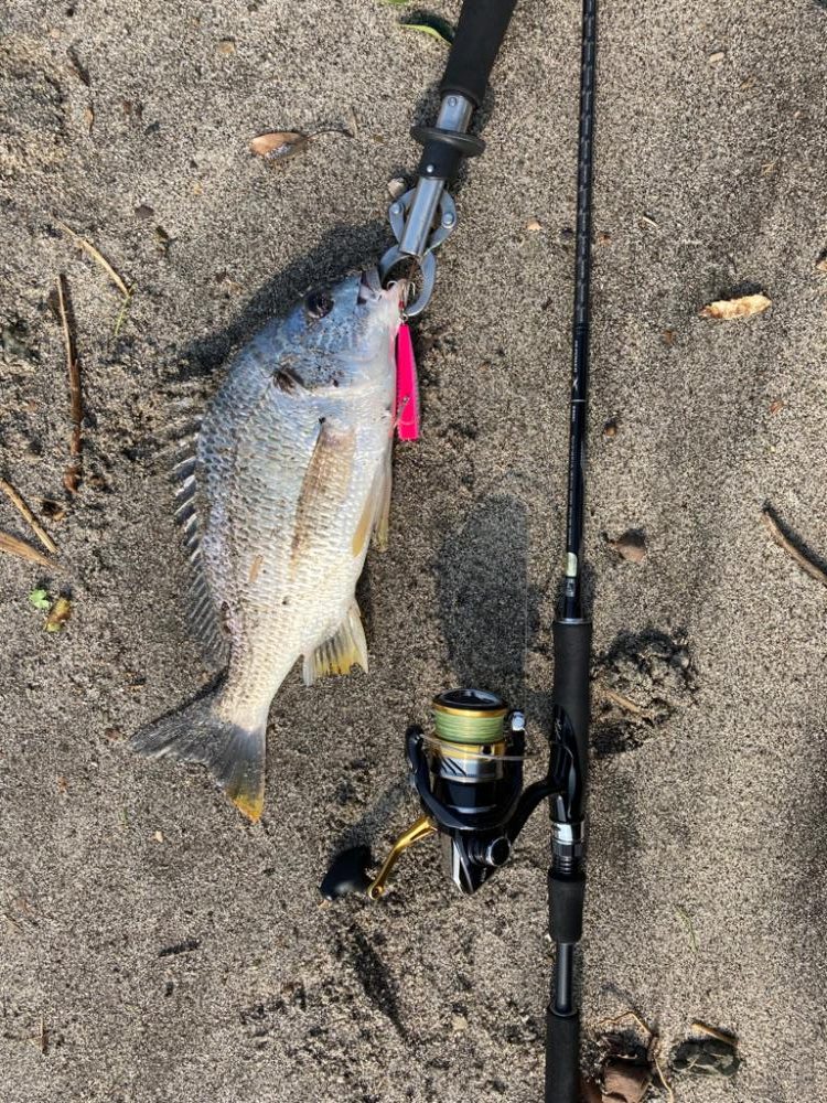 チニングからのキスっニング