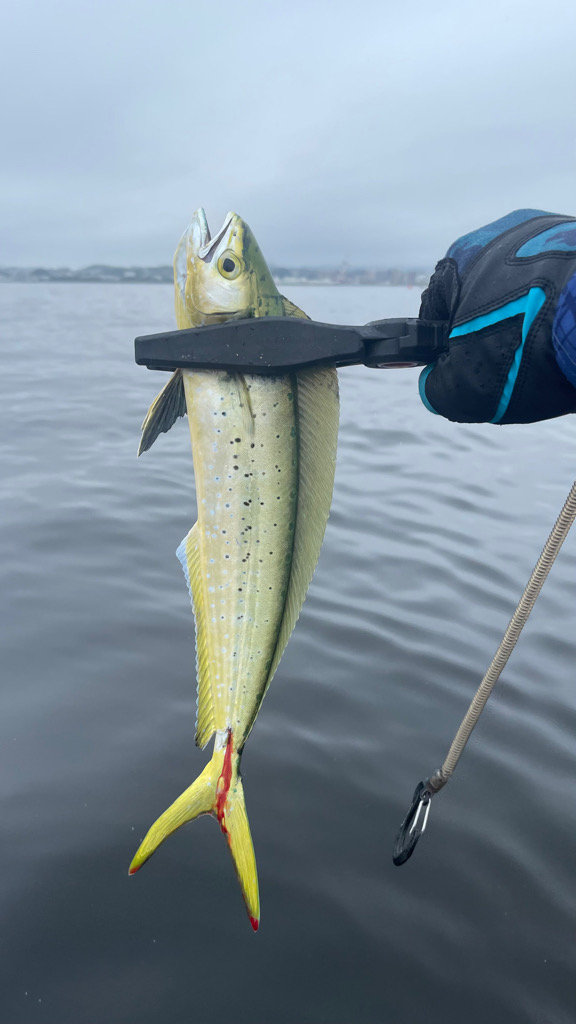 青物調査してきました