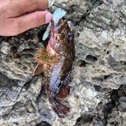 アコウ、ガシラのライトロック