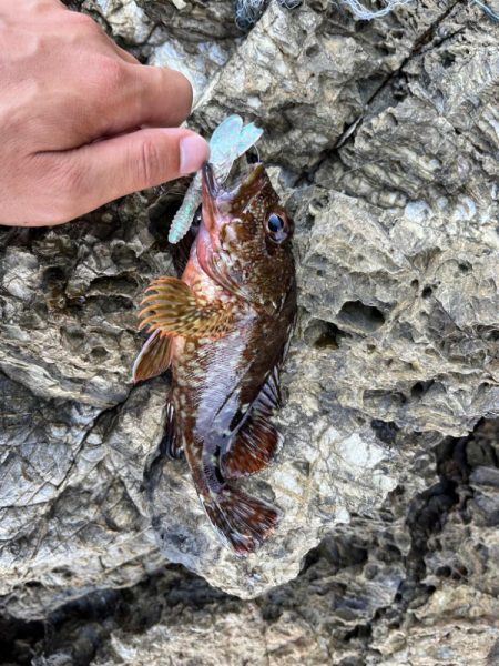 アコウ、ガシラのライトロック