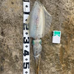 アオリイカ！キロアップ！！とサメ