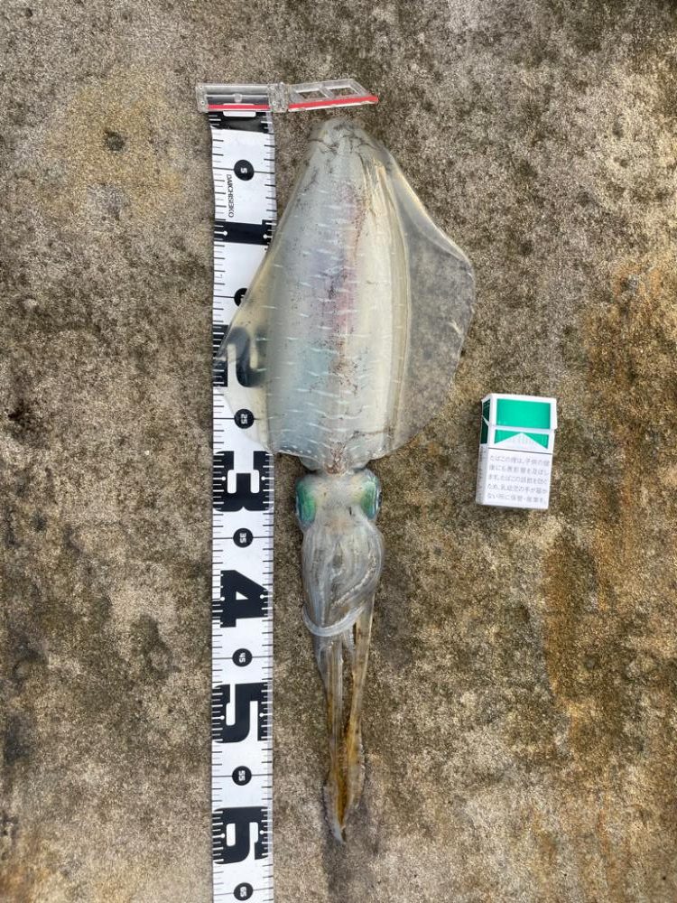 アオリイカ！キロアップ！！とサメ