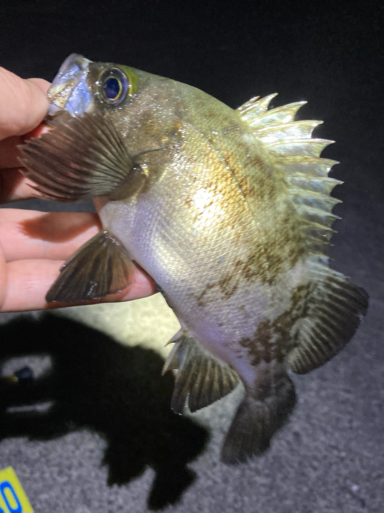 梅雨明けメバリング