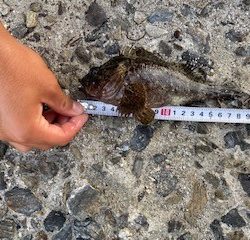 タケノコメバルの穴釣り