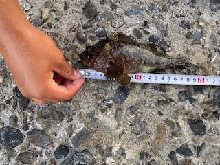 タケノコメバルの穴釣り